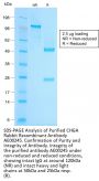 CHGA Recombinant Antibody AE00245