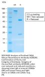 CHGA Recombinant Antibody AE00246