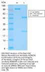 IGKC Recombinant Antibody AE00250