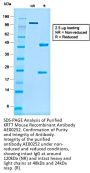 KRT7 Recombinant Antibody AE00252