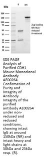 CDH1 Monoclonal Antibody AE00264