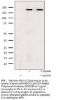 BRCA1-pS1524 Polyclonal Antibody AE00298