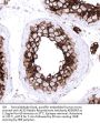 ACE2 Recombinant Antibody AE00343