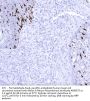 Melan A Recombinant Antibody AE00375