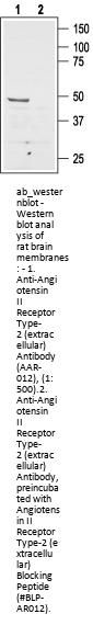 Anti-AT2 Receptor (extracellular)