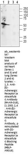 Anti-beta2-Adrenoceptor (ext.)
