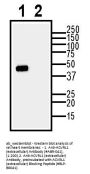 Anti-ACVRL1 (extracellular) Antibody