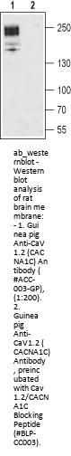 Guinea pig Anti-CaV1.2 (CACNA1C) Antibody