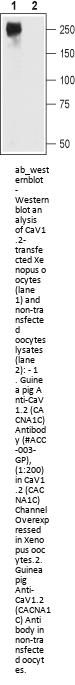 Guinea pig Anti-CaV1.2 (CACNA1C) Antibody
