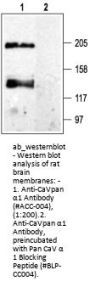 Anti-CaVpan alpha1