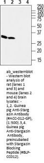 Guinea pig Anti-Stargazin Antibody