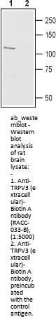 Anti-TRPV3 (extracellular)-Biotin