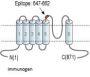 Anti-TRPV4 (extracellular)-FITC