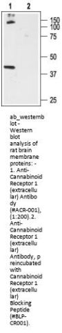 Anti-Cannabinoid Receptor 1