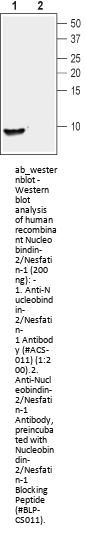 Anti-Nucleobindin-2/Nesfatin-1