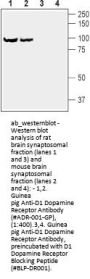 Guinea pig Anti-D1 Dopamine Receptor Antibody