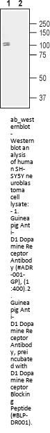 Guinea pig Anti-D1 Dopamine Receptor Antibody