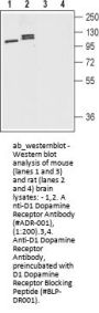 Anti-D1 Dopamine Receptor