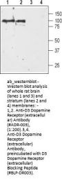 Anti-D3 Dopamine Receptor (ext.)