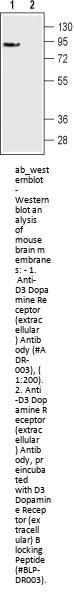 Anti-D3 Dopamine Receptor (ext.)