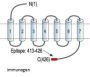 Anti-Endothelin Receptor A