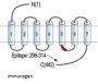 Anti-Endothelin Receptor B