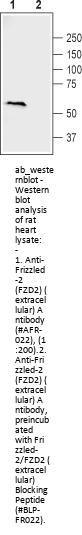 Anti-Frizzled-2 (extracellular)