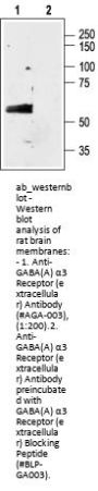 Anti-GABA (A) alpha3 Receptor (extracellular)