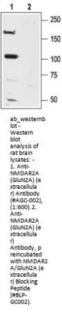 Anti-NMDA Receptor 2A (GluN2A) (extracellular)