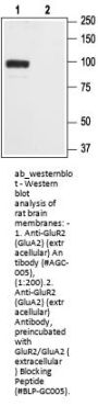 Anti-AMPA Receptor 2 (GluR2)