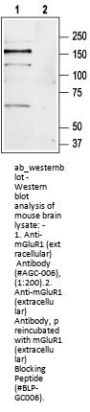 Anti-mGluR1 (extracellular)