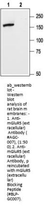 Anti-mGluR5 (extracellular)