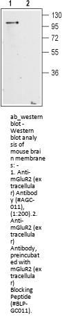 Anti-mGluR2 (extracellular)