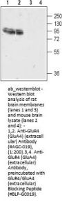 Anti-AMPA Receptor 4 (GluR4) (extracellular)