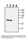 Guinea Pig Anti-VGLUT1 Antibody