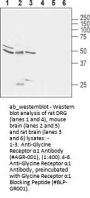 Anti-Glycine Receptor alpha1