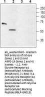 Anti-Glycine Receptor alpha4 (extracellular)