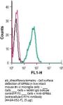 Anti-GPR84 (extracellular)-FITC