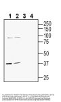 Anti-GPR142 (extracellular) Antibody