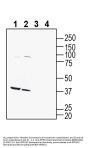 Anti-GPR142 (extracellular) Antibody