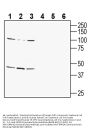 Anti-GPR142 (extracellular) Antibody