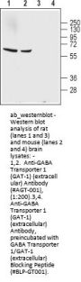 Anti-GABA Transporter 1 (GAT-1)(extracellular)