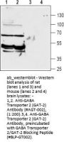 Anti-GABA Transporter 2 (GAT-2)