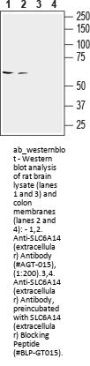 Anti-SLC6A14 (extracellular)