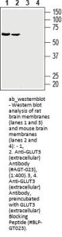 Anti-Glucose Transporter 3 (GLUT3) (ext.)