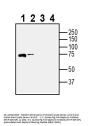 Guinea Pig Anti-Gephyrin Antibody