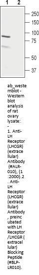 Anti-LH Receptor (extracellular)