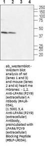 Anti-LPAR4 (extracellular)
