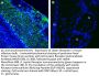Anti-Leptin Receptor (extracellular) Antibody