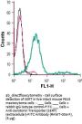 Anti-Serotonin Transporter (SERT) (ext)-FITC
